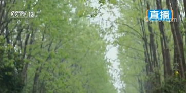 安徽合肥 生態(tài)修復(fù)草木盛 林水相間綠意濃